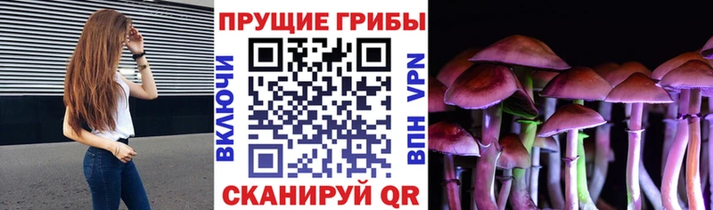 Галлюциногенные грибы Psilocybe  Томмот 